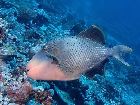 Yellowmargin Triggerfish - Pseudobalistes flavimarginatus  Fish,Maldives,Pseudobalistes flavimarginatus,Triggerfish,Yellowmargin Triggerfish