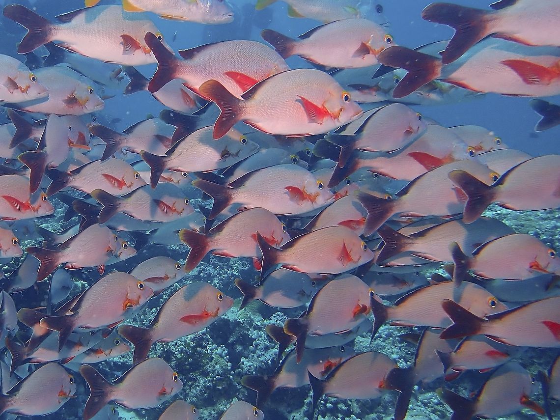 Humpback Red Snapper - Lutjanus gibbus  Fish,Humpback Red Snapper,Lutjanus gibbus,Maldives,Red Snapper,Snapper