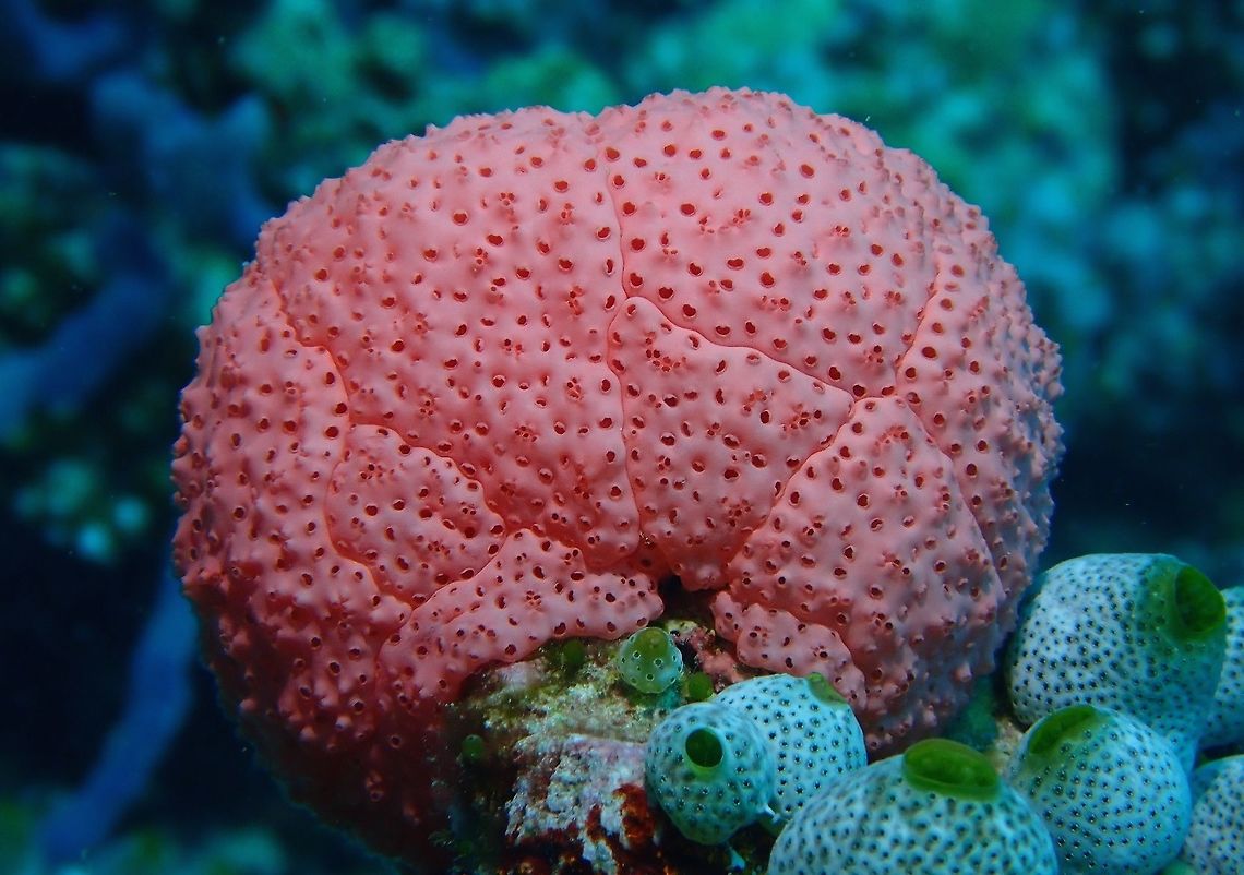 Tunicates - Eudistoma rhodopyge Not 100%, was given this ID from another forum.<br />
<br />
I don&#039;t usually see pink-coloured Tunicates, so this one really stands out to me, only saw 2 of them during this trip, size around 8 cm, this is not one organism but a colony of tunicates. Eudistoma rhodopyge,Maldives,Tunicate