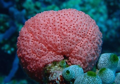 Tunicates - Eudistoma rhodopyge Not 100%, was given this ID from another forum.

I don't usually see pink-coloured Tunicates, so this one really stands out to me, only saw 2 of them during this trip, size around 8 cm, this is not one organism but a colony of tunicates. Eudistoma rhodopyge,Maldives,Tunicate