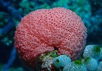 Tunicates - Eudistoma rhodopyge Not 100%, was given this ID from another forum.<br />
<br />
I don't usually see pink-coloured Tunicates, so this one really stands out to me, only saw 2 of them during this trip, size around 8 cm, this is not one organism but a colony of tunicates. Eudistoma rhodopyge,Maldives,Tunicate