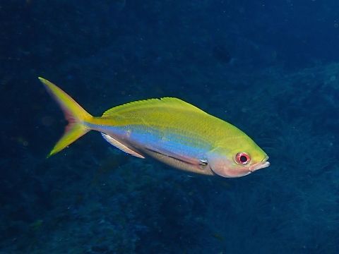 Yellowback Fusilier - Caesio xanthonota  Caesio xanthonota,Fish,Fusilier,Maldives,Yellowback Fusilier