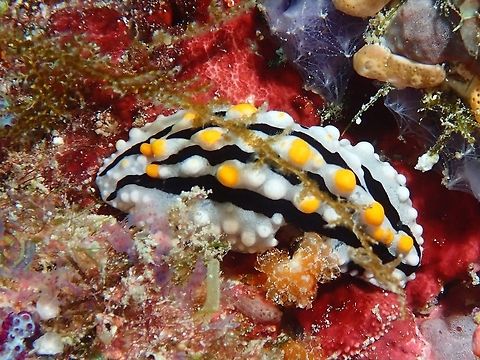 Sea Slug - Phyllidia alyta Maldives,Nudibranch,Phyllidia alyta,Sea Slug