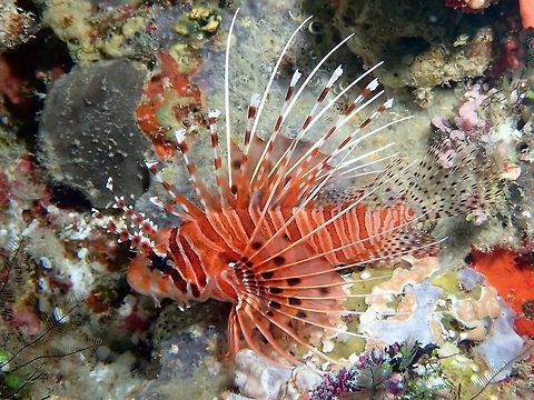 Clearfin Lionfish - Pterois radiata  Clearfin Lionfish,Fish,Lionfish,Maldives,Pterois radiata