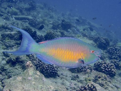 Ember Parrotfish - Scarus rubroviolaceus  Ember Parrotfish,Fish,Maldives,Parrotfish,Scarus rubroviolaceus