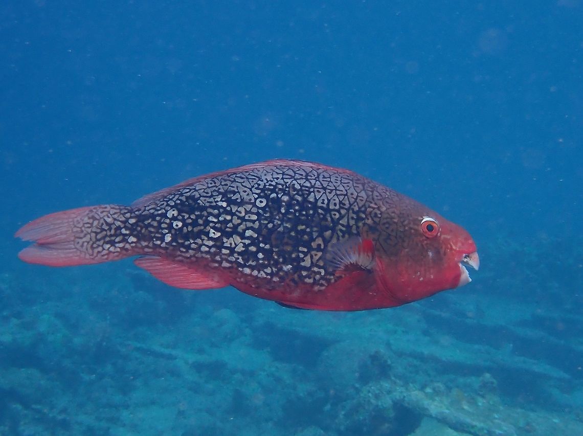 Ember Parrotfish - Scarus rubroviolaceus Ember Parrotfish - Scarus rubroviolaceus is also known as RedLip Parrotfish.  This is the Intermediate Phase with shades of  red to reddish brown to gray with small black spots and irregular lines on scales, often bicolor with darker forebody, fins and usually lips red. Ember Parrotfish,Fish,Maldives,Parrotfish,Redlip Parrotfish,Scarus rubroviolaceus
