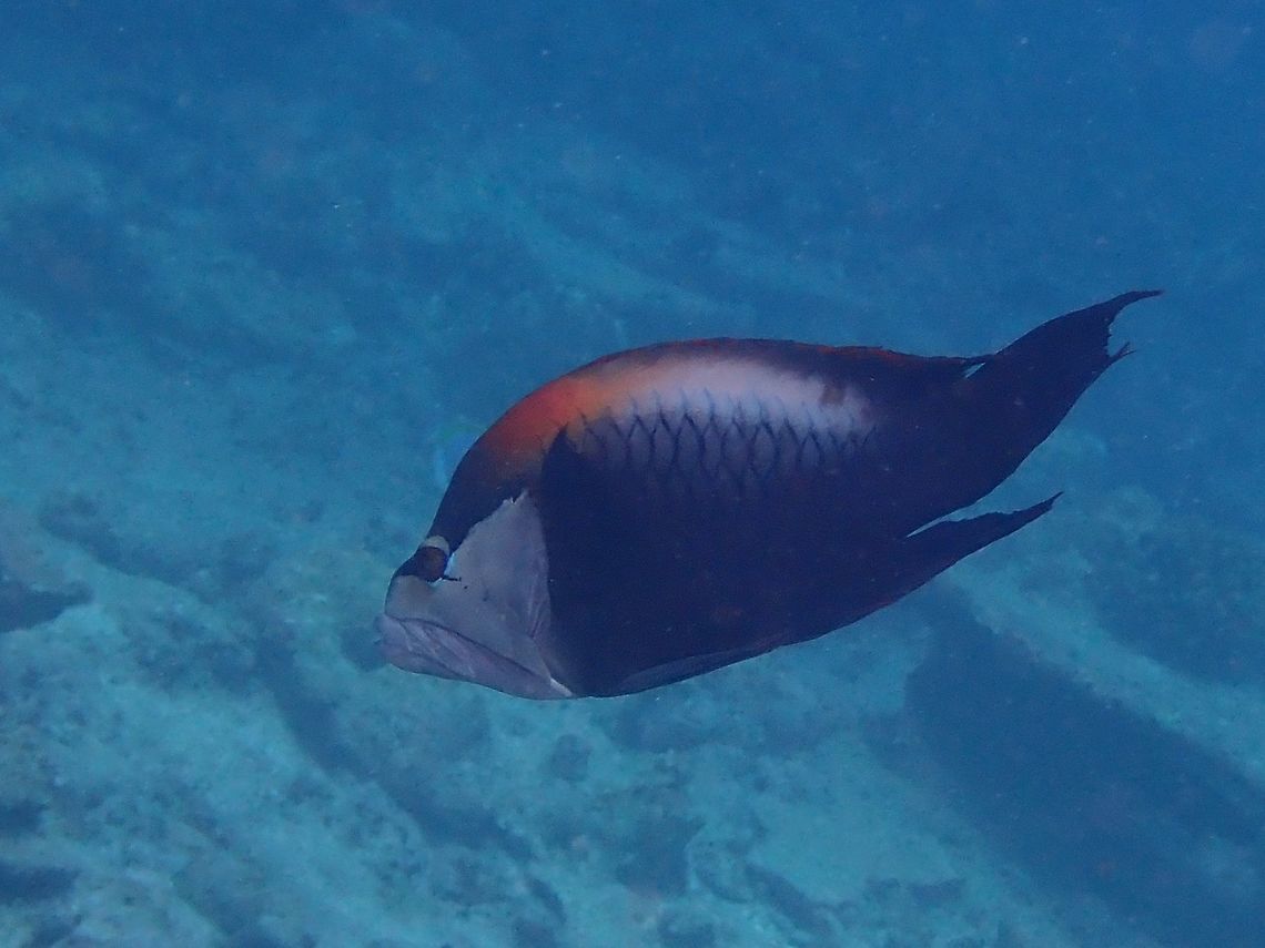Slingjaw Wrasse - Epibulus insidiator The Slingjaw Wrasse - Epibulus insidiator has deep body; white head and dark body with orange back from head to mid-body; diffuse yellow mid-body bar, black outline around scales, black streak through eye. Epibulus insidiator,Fish,Maldives,Slingjaw Wrasse,Wrasse