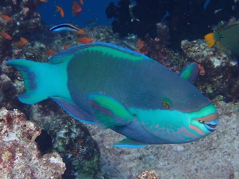 Bridled Parrotfish - Scarus frenatus The Bridled Parrotfish - Scarus frenatus has shades of green, abrupt transition from dark to light green on tail base; pale green bands around mouth. Bridled Parrotfish,Fish,Maldives,Parrotfish,Scarus frenatus