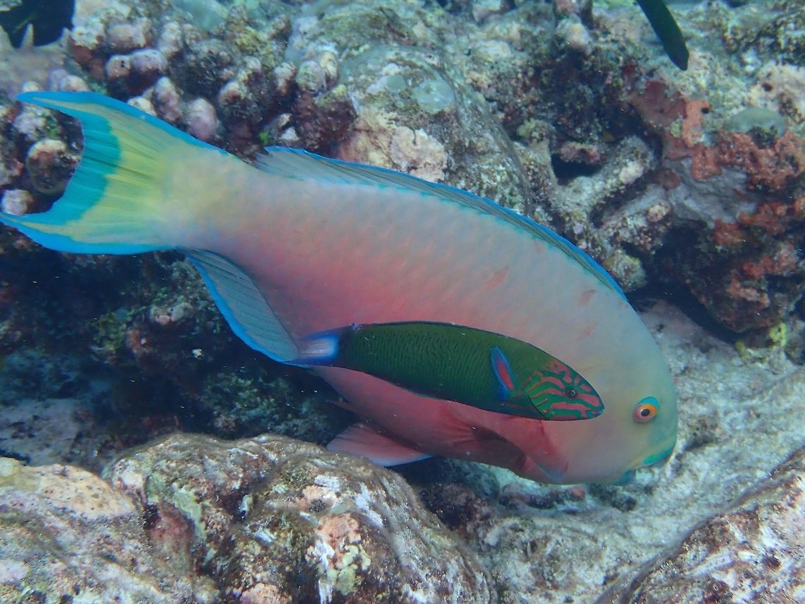Roundhead Parrotfish - Chlorurus strongylocephalus This is the Red Variation of Roundhead Parrotfish - Chlorurus strongylocephalus, it has steep forehead; red with blue or green scale margins and yellowish tail; dark green back, red below; some have light green heads. Chlorurus strongylocephalus,Fish,Maldives,Parrotfish,Roundhead Parrotfish