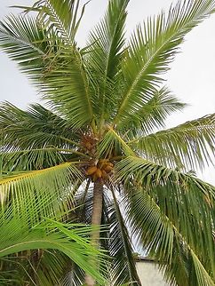 Coconut Tree I wonder if all Coconut trees around the world are of the same species or could there be a sub-species.  There are indeed different types of coconut fruit of different sizes and taste :D Coconut,Coconut palm,Cocos nucifera,Maldives,Tree