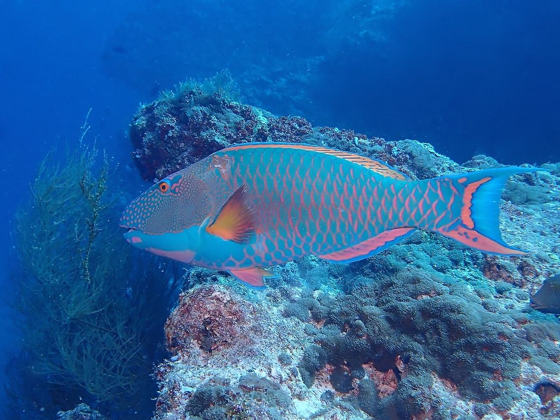 Bicolor Parrotfish - Cetoscarus bicolor An adult Bicolor Parrotfish - Cetoscarus bicolor Bicolour parrotfish,Cetoscarus bicolor,Fish,Maldives,Parrotfish