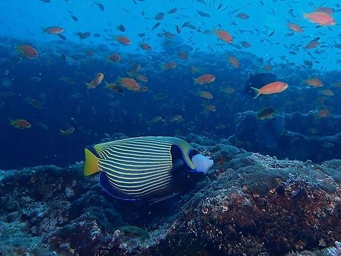 Emperor Angelfish - Pomacanthus imperator  Angelfish,Emperor Angelfish,Fish,Maldives,Pomacanthus imperator