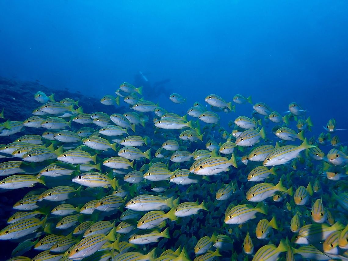 Bengal Snapper - Lutjanus bengalensis The Bengal Snapper - Lutjanus bengalensis has yellow upper body with 4 neon blue stripes; white unmarked lower body immediately below 4th stripe.  Usually found in small groups. Bengal Snapper,Fish,Lutjanus bengalensis,Maldives,Snapper
