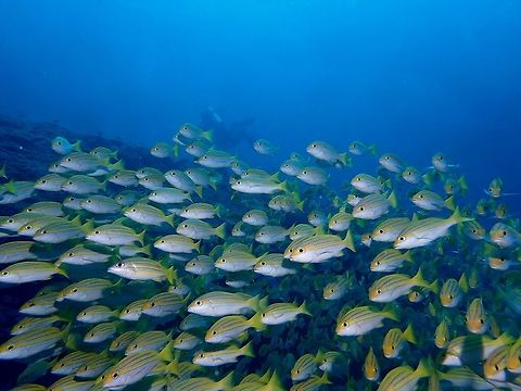 Bengal Snapper - Lutjanus bengalensis The Bengal Snapper - Lutjanus bengalensis has yellow upper body with 4 neon blue stripes; white unmarked lower body immediately below 4th stripe.  Usually found in small groups. Bengal Snapper,Fish,Lutjanus bengalensis,Maldives,Snapper