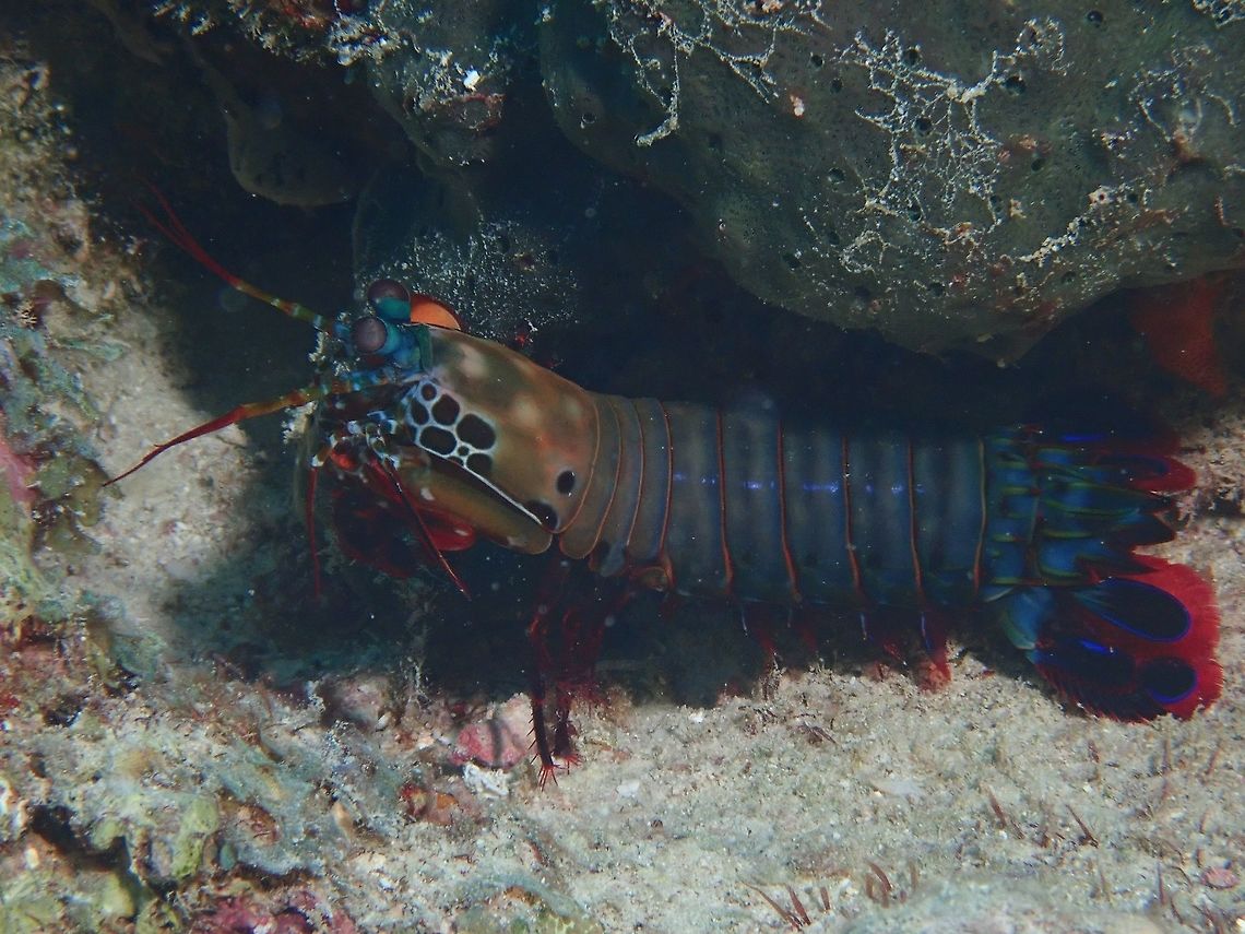 Peacock Mantis Shrimp - Odontodactylus scyllarus  Maldives,Mantis Shrimp,Odontodactylus scyllarus,Peacock Mantis Shrimp,Shrimp
