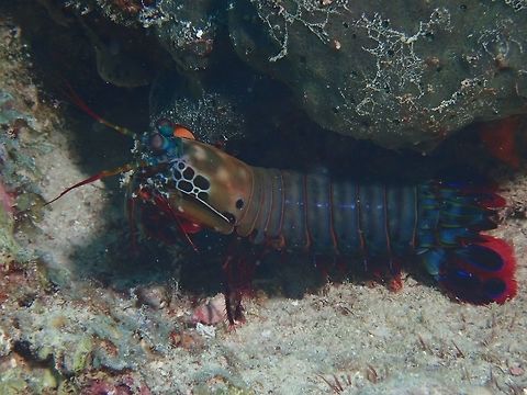 Peacock Mantis Shrimp - Odontodactylus scyllarus  Maldives,Mantis Shrimp,Odontodactylus scyllarus,Peacock Mantis Shrimp,Shrimp