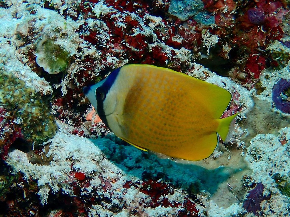 Blacklip Butterflyfish - Chaetodon kleinii  Blacklip Butterflyfish,Butterflyfish,Chaetodon kleinii,Fish,Maldives