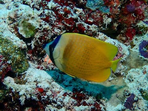 Blacklip Butterflyfish - Chaetodon kleinii  Blacklip Butterflyfish,Butterflyfish,Chaetodon kleinii,Fish,Maldives