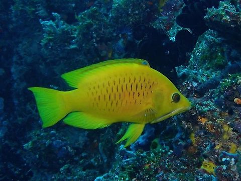 Slingjaw Wrasse - Epibulus insidiator Yellow phase of Slingjaw Wrasse - Epibulus insidiator Epibulus insidiator,Fish,Maldives,Slingjaw Wrasse,Wrasse