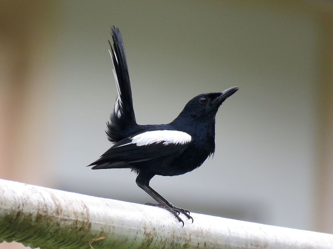 Oriental Magpie-Robin                                 Bird,Copsychus saularis,Magpie-Robin,Malaysia,Oriental Magpie-Robin,Sabah,Tawau
