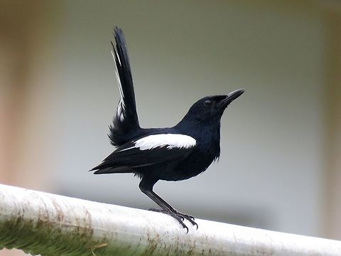 Oriental Magpie-Robin                                 Bird,Copsychus saularis,Magpie-Robin,Malaysia,Oriental Magpie-Robin,Sabah,Tawau