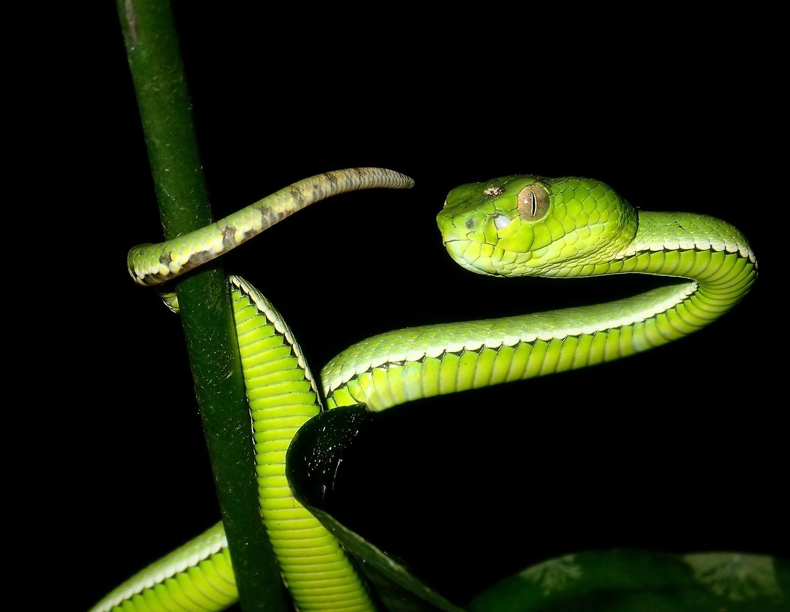 Green Beauty Saw this Sumatra Pit Viper - Trimeresurus sumatranus during day time, just a few meters from the entrance of the Botanical Garden at Tawau Hills Park. It was on a low ginger tree/plant, allowing us to take lots of close-up pictures of it. In Pic#2, a bug can be seen walking to its face, this Pit Viper usually stays still when resting and hardly moves unless disturbed or harassed. Malaysia,Pit Viper,Sabah,Snake,Sumatran Pit Viper,Tawau,Trimeresurus sabahi,Trimeresurus sumatranus,Viper