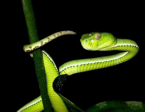 Green Beauty Saw this Sumatra Pit Viper - Trimeresurus sumatranus during day time, just a few meters from the entrance of the Botanical Garden at Tawau Hills Park. It was on a low ginger tree/plant, allowing us to take lots of close-up pictures of it. In Pic#2, a bug can be seen walking to its face, this Pit Viper usually stays still when resting and hardly moves unless disturbed or harassed. Malaysia,Pit Viper,Sabah,Snake,Sumatran Pit Viper,Tawau,Trimeresurus sabahi,Trimeresurus sumatranus,Viper