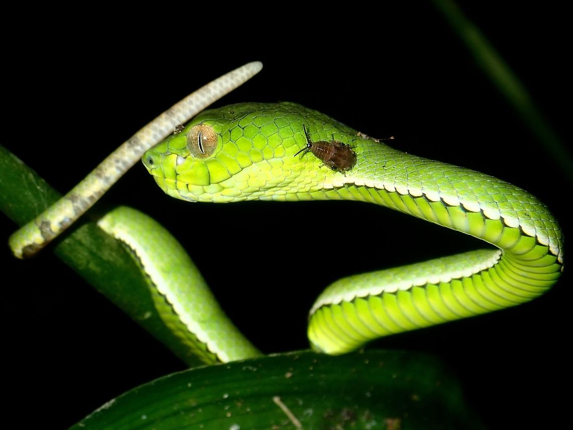 Bug on Face A nymph of a bug was seen crawling up the face of this Pit Viper but it doesn&#039;t bothers it at all. Malaysia,Pit Viper,Sabah,Snake,Sumatran Pit Viper,Trimeresurus sumatranus,Viper
