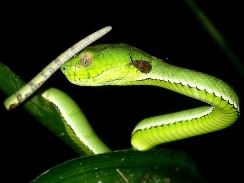 Bug on Face A nymph of a bug was seen crawling up the face of this Pit Viper but it doesn't bothers it at all. Malaysia,Pit Viper,Sabah,Snake,Sumatran Pit Viper,Trimeresurus sumatranus,Viper