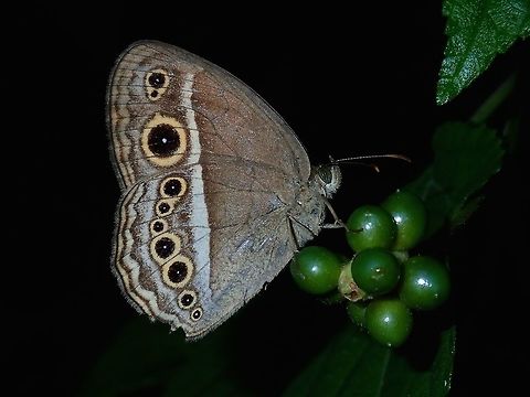 Igoleta Bushbrown - Mycalesis igoleta igoleta This is a sub-species of Igoleta Bushbrown - Mycalesis igoleta igoleta, known from Philippines. Batangas,Butterfly,Igoleta Bushbrown,Mabini,Mycalesis igoleta,Mycalesis igoleta igoleta,Philippines