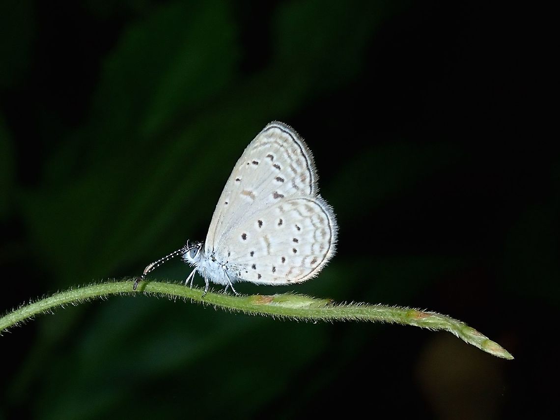 Gaika Blue - Zizula hylax pygmaea This is the sub-species of Gaika Blue - Zizula hylax pygmaea, recorded from Philippines.  It is also known as Tiny Grass Blue as it is very small in size, around 1 cm.  Fairly common but difficult to take picture during day time as it always flutters around.  This was seen during a night walk. Batangas,Butterfly,Gaika Blue,Mabini,Philippines,Zizula hylax,Zizula hylax pygmaea