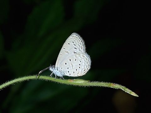 Gaika Blue - Zizula hylax pygmaea This is the sub-species of Gaika Blue - Zizula hylax pygmaea, recorded from Philippines.  It is also known as Tiny Grass Blue as it is very small in size, around 1 cm.  Fairly common but difficult to take picture during day time as it always flutters around.  This was seen during a night walk. Batangas,Butterfly,Gaika Blue,Mabini,Philippines,Zizula hylax,Zizula hylax pygmaea