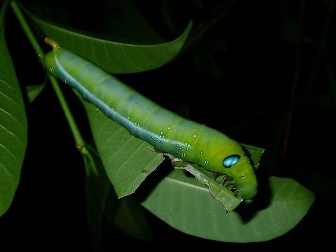 Caterpillar of Oleander Hawk-Moth - Daphnis nerii Caterpillar of Oleander Hawk-Moth.

This is the adult Moth :

https://www.jungledragon.com/image/52257/oleander_hawkmoth_-_daphnis_nerii.html Batangas,Caterpillar,Daphnis nerii,Mabini,Oleander Hawk-moth,Philippines