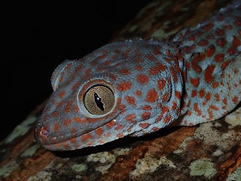 Tokay This Tokay Gecko was very large in size, around 25 cm and fat! Batangas,Gecko,Gekko,Gekko gecko,Mabini,Philippines,Tokay gecko