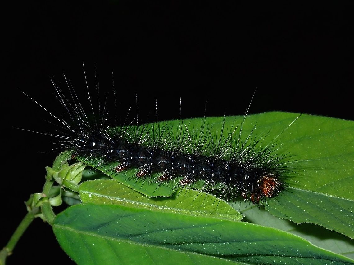 Black and Hairy Caterpillar, nearly all black in colour and very hairy, likely a larvae of a Moth. Batangas,Caterpillar,Mabini,Philippines