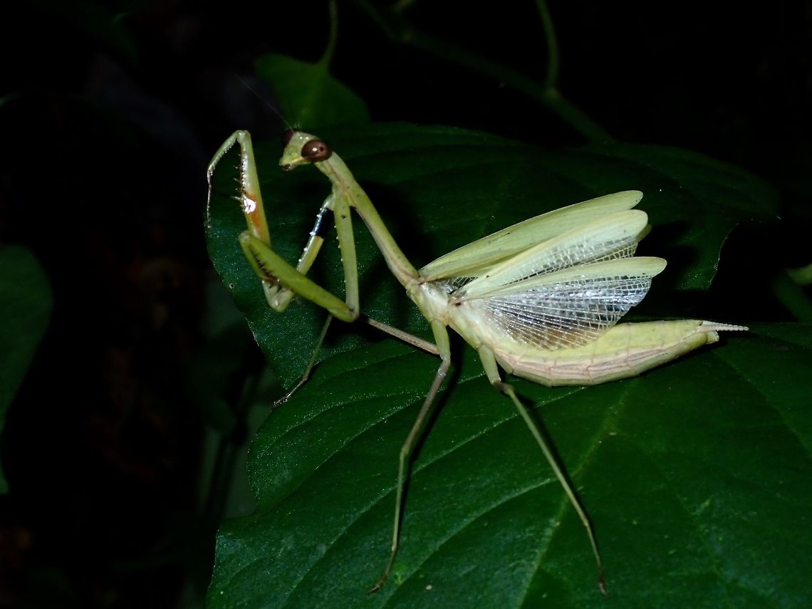 Praying Mantis - Statilia sp Female Praying Mantis Batangas,Mabini,Mantis,Philippines,Praying Mantis,Statilia,Statilia sp