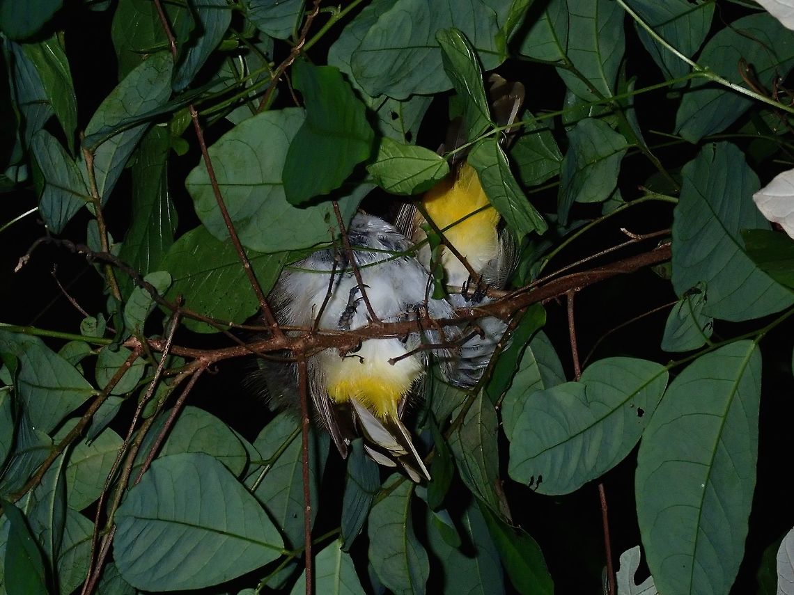 Sleeping couple A pair of Yellow-Vented Bulbul, clearly showing the yellow feathers underneath.  This was seen during a night walk, saw several of them, they also have a dark band across the eyes.<br />
<br />
There are 3 sub-species recorded from Philippines, this one from Luzon is likely Pycnonotus goiavier goiavier (Philippine Yellow-Vented Bulbul) Batangas,Bird,Bulbul,Mabini,Philippines,Pycnonotus goiavier,Yellow-Vented Bulbul