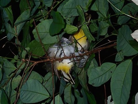 Sleeping couple A pair of Yellow-Vented Bulbul, clearly showing the yellow feathers underneath.  This was seen during a night walk, saw several of them, they also have a dark band across the eyes.

There are 3 sub-species recorded from Philippines, this one from Luzon is likely Pycnonotus goiavier goiavier (Philippine Yellow-Vented Bulbul) Batangas,Bird,Bulbul,Mabini,Philippines,Pycnonotus goiavier,Yellow-Vented Bulbul
