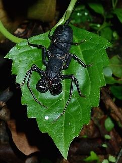 Whip Scorpion - Thelyphonus manillanus Not exactly sure, was given the ID for this one as Thelyphonus manillanus. Batangas,Mabini,Philippines,Thelyphonus manillanus,Whip Scorpion