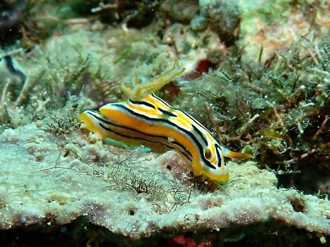 Nudibranch - Chromodoris colemani  Anilao,Batangas,Chromodoris colemani,Nudibranch,Philippines