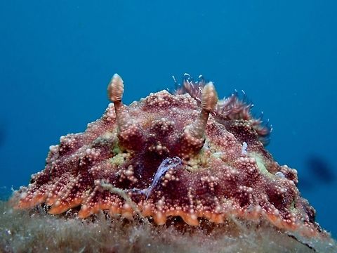 Nudibranch - Miamira miamirana This was quite large size for a Nudibranch, around 8 cm in size. Anilao,Batangas,Miamira miamirana,Nudibranch,Philippines
