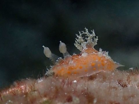 Tiny Beauty A tiny Nudibranch - Plocamopherus pecoso, less than 1 cm in size. Anilao,Batangas,Nudibranch,Philippines,Plocamopherus pecoso