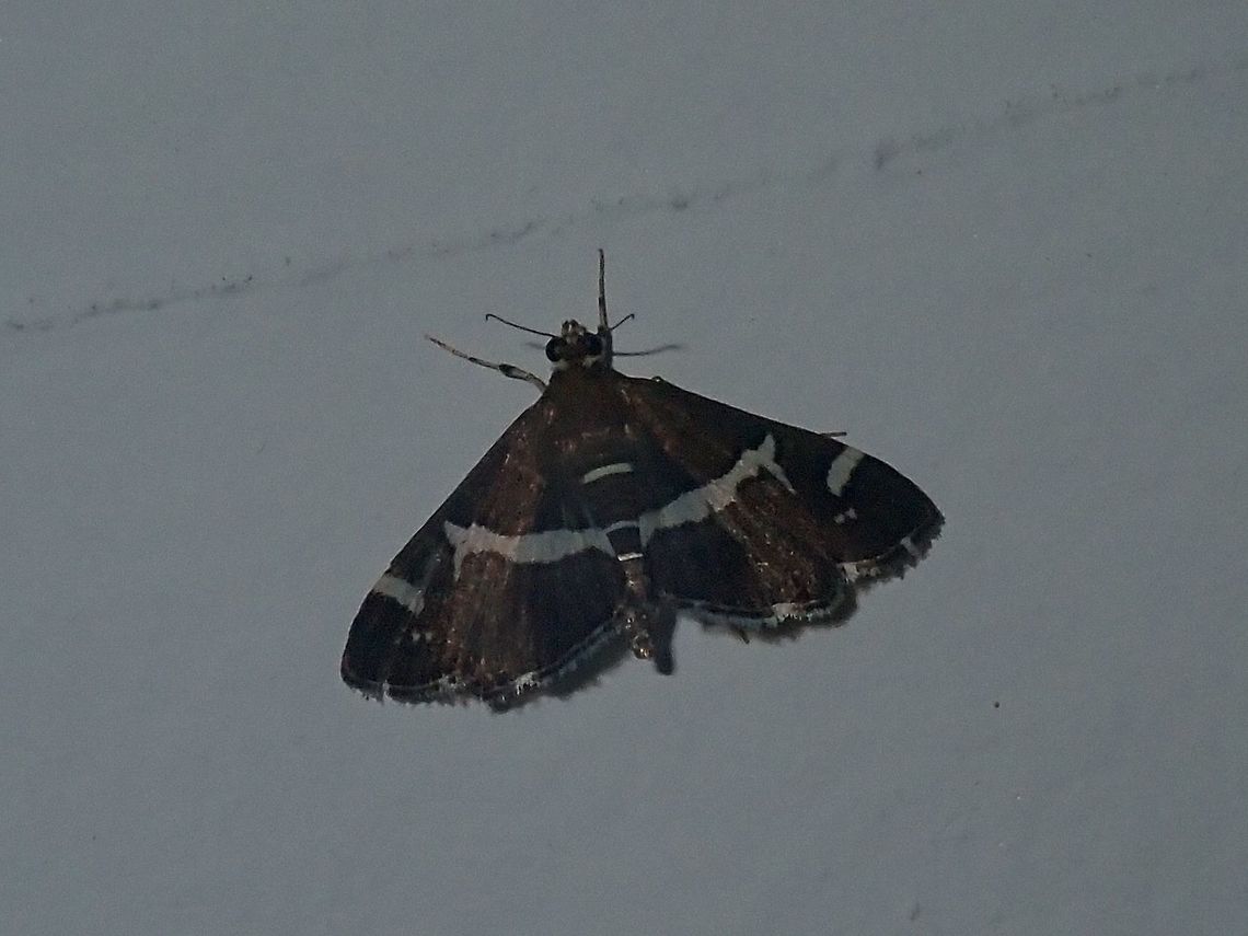 Moth - Spoladea recurvalis  Batangas,Hawaiian Beet Webworm,Mabini,Moth,Philippines,Spoladea recurvalis