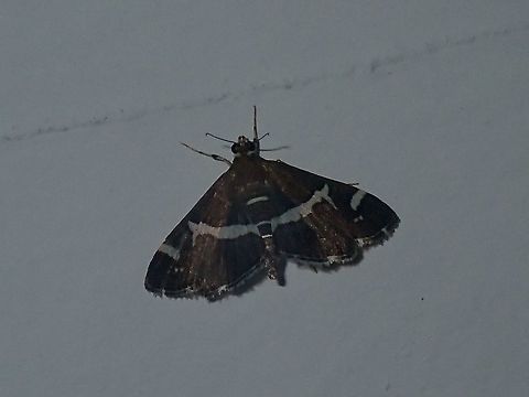 Moth - Spoladea recurvalis  Batangas,Hawaiian Beet Webworm,Mabini,Moth,Philippines,Spoladea recurvalis