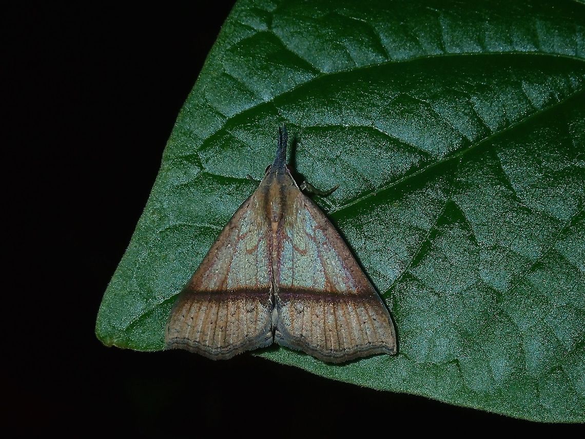 Erebid Moth Erebid Moth, possibly from the genus Hypena. Batangas,Erebid Moth,Hypena,Hypena sp,Mabini,Moth,Moth Week 2018,Philippines