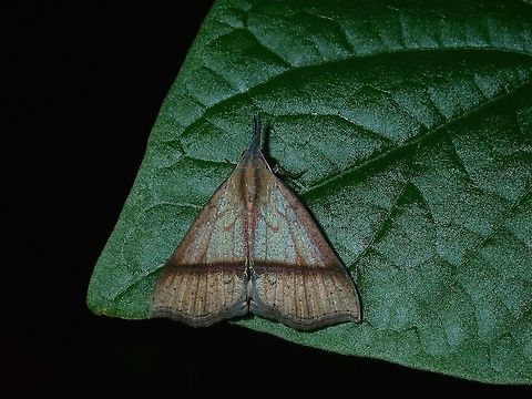 Erebid Moth Erebid Moth, possibly from the genus Hypena. Batangas,Erebid Moth,Hypena,Hypena sp,Mabini,Moth,Moth Week 2018,Philippines