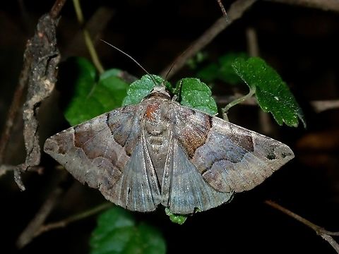 Erebid Moth Erebid Moth, possibly from the genus Bastilla. Bastilla,Bastilla sp,Batangas,Erebid Moth,Mabini,Moth,Moth Week 2018,Philippines
