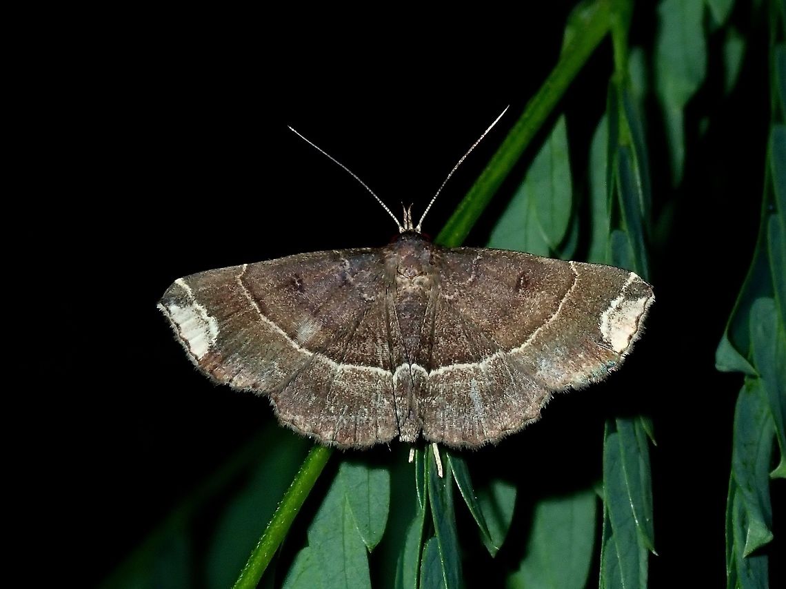 Erebid Moth Erebid Moth, possibly from the genus Adrapsa. Adrapsa,Adrapsa sp,Batangas,Erebid Moth,Mabini,Moth,Moth Week 2018,Philippines