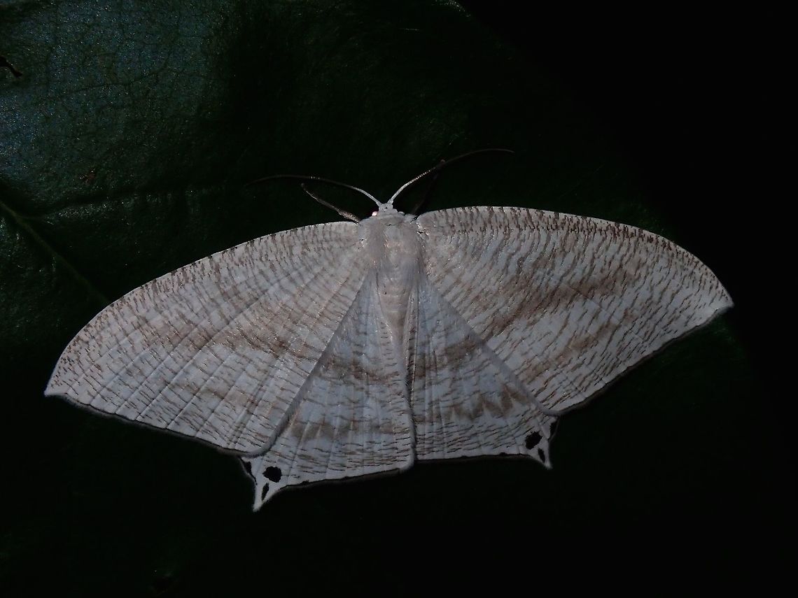 Uraniid Moth Uraniid Moth, possibly from the genus Micronia. Batangas,Mabini,Micronia,Micronia sp,Moth,Moth Week 2018,Philippines,Uraniid Moth