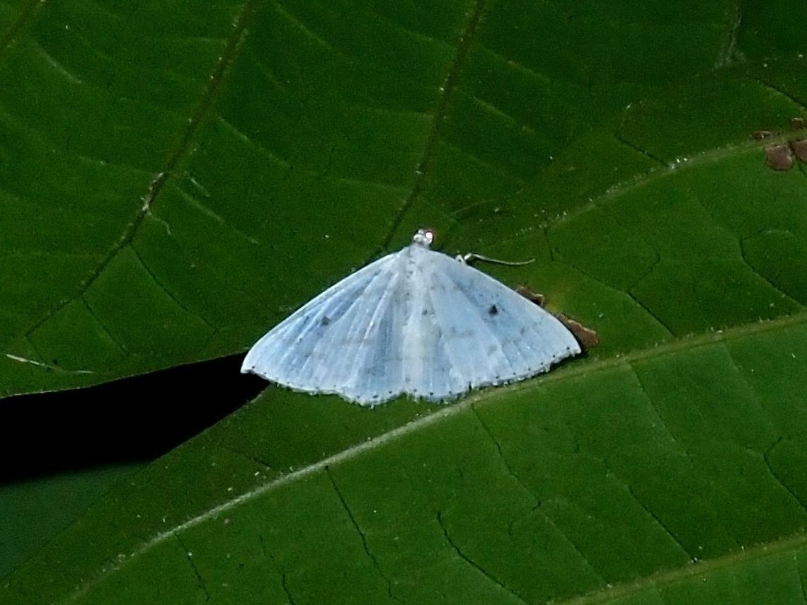 Geometrid Moth Geometrid Moth, possibly from the genus Derambila. Batangas,Derambila,Derambila sp,Geometrid Moth,Mabini,Moth,Moth Week 2018,Philippines